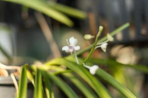 schließen oben wild Orchidee Blumen im das Garten Frühling Wald foto