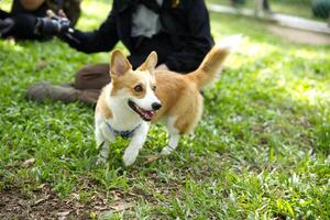 schließen oben lange Schwanz flauschige fettig Pelz Corgi Gesicht mit Hund Leine Laufen , Springen , spielen Spielzeug im Hund Park foto