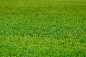 landwirtschaftlicher hintergrund des horizontlosen grünen erbsenfeldes mit selektivem fokus und unschärfe foto