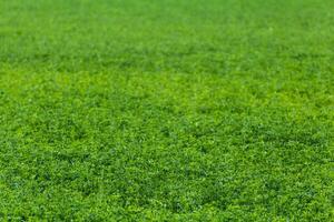 grünes horizontloses feld von landwirtschaftlichen erbsen selektiver fokushintergrund mit linsenunschärfe foto