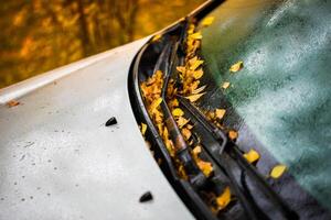 Weißes Auto am regnerischen Herbstmorgen mit orangefarbenen Birkenblättern - Nahaufnahme mit selektiver Fokusgewinnunschärfe foto