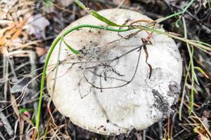 das die meisten giftig Pilz Amanita phalloides im das Wald Nahansicht. foto