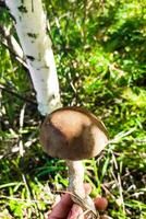 Leccinum auf das Hintergrund von ein Birke Wald, Pilz Ernte. foto