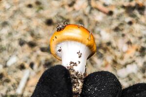 cortinarius Pilz Nahansicht. foto