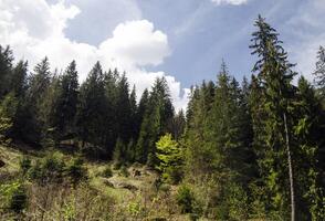 Grün Berg Wald foto