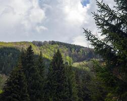 Grün Berg Wälder foto