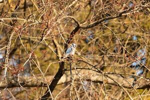 ich Liebe das aussehen von diese Blau Jay thront im das Pfirsich Baum. diese Vogel ist versuchen zu bleibe versteckt aber das Farben von seine Gefieder und das nackt Glieder sind Herstellung es schwierig. foto