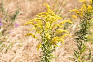 diese schön Goldrute Wildblume saß sprießen oben unter alle das braun Laub. das Gelb Pflanze ist ein Spritzen von Farbe unter alle das fallen farbig Gras. foto