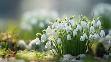 ai generiert fesselnd Sicht von ein fragil Schneeglöckchen anmutig beleuchtet durch das sanft Strahlen von das Frühling Sonne foto