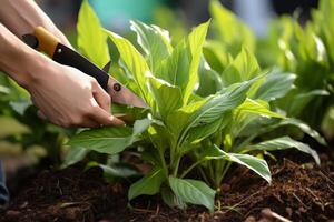 ai generiert erfahren Gärtner fachmännisch Beschneidung Pflanzen mit Garten Schere im ein schön draussen Garten foto