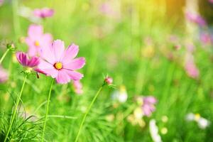 Kosmos Blume schön Natur isoliert im Garten foto