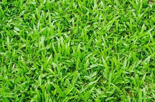 grüne Grasbeschaffenheit foto