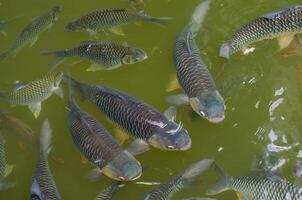 Fütterung viele von Fisch im Teich. foto