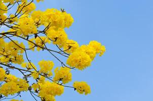 Gelb tabebuia Blume auf Hintergrund Himmel. foto