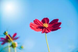 rot Kosmos blühen im das Garten mit Himmel im das Hintergrund. foto