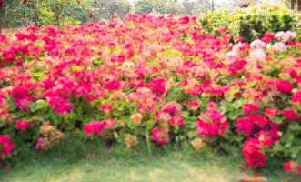 verschwommen Blume Fotos im das Garten.