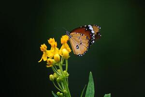 Natur, ein Gelb Schmetterling ist hängend auf ein Elefanten Kofferraum Blume zu sich ausruhen es ist Flügel und saugen oben das natürlich Nektar. foto