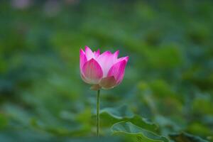 Natur und Park. Rosa Lotus blüht Stand aus unter das schattig Teiche. foto