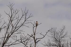 diese rot Schwanz Falke war thront beim das oben von das Baum suchen zum Brey. seine schön Weiß Bauch Stehen aus von das Geäst von das Baum. seine wenig braun Kopf und Körper Umrisse seine Körper. foto