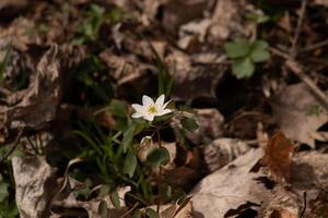 diese ziemlich Weiß Blumen ist wachsend Hier im das Wald wann ich dauerte diese Bild. diese ist bekannt wie ein Rue-Anemone oder Wiesenraute welche wächst im bewaldet Bereiche. ich Liebe das Gelb Center zu diese Wildblume. foto