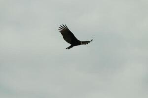 ich Liebe das aussehen von diese schön Bussard kreisen im das Himmel. diese ist ein Truthahn Geier. das lange schwarz gefiedert Flügel gedehnt aus zu gleiten. das klein rot Kopf geben diese Vogel das Name. foto