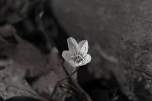 diese ziemlich Blume ist bekannt wie ein Virginia Frühling Schönheit und wächst wild im das Wald. diese schön Wildblume hat Weiß Blütenblätter mit Hinweise von Rosa. das Tube mögen Stränge im das Mitte erreichen aus. foto