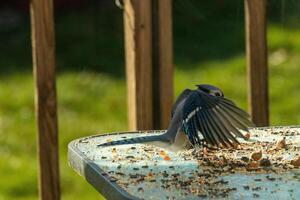 diese Blau Jay Vogel war Kommen im zum ein Landung zu erhalten etwas Erdnüsse. seine Flügel Verbreitung aus schön. ich Liebe das schön Weiss, schwarz und Blau Gefieder. er war Mitte Flug gefroren im das Luft. foto