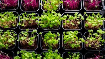 ai generiert sortiert Microgreens wachsend im klein Behälter. oben Sicht. Vielfalt von jung essbar Sprossen. Konzept von Vielfalt im städtisch Gartenarbeit, nahrhaft sprießen, kompakt Landwirtschaft, foto