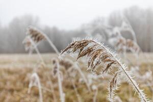 eisig Winter Natur abstrakt Nahansicht mit verschwommen Hintergrund. gefroren Winter Laub, kalt Wetter, saisonal natürlich Nahansicht Wald Einzelheiten foto