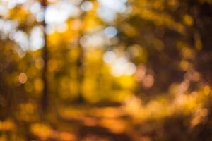 schön Herbst Landschaft mit Gelb Bäume und Sonne. bunt Laub im das Park. fallen Blätter natürlich Hintergrund, niedrig Punkt von Sicht, fallen Wald Boden. saisonal Natur Nahaufnahme, hell natürlich foto