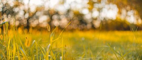 Natur Sonnenuntergang Wiese Hintergrund. schön Feld mit wild Blumen Über verschwommen Sonnenuntergang Himmel. Schönheit Natur Feld Hintergrund mit Sonne aufflackern. Pastell- Jahrgang Farben wild Gras und Blumen Natur Hintergrund. foto