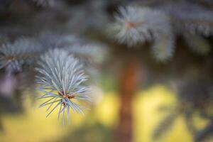 Kiefer Nahaufnahme, junge Triebe an den Zweigen der Fichte. schöner naturhintergrund auf unscharfer bokeh-szene, sonnenstrahlen und grüner umgebung foto