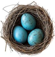 ai generiert drei Blau Eier Nest auf ein Weiß Hintergrund, Ostern Nester Bild foto