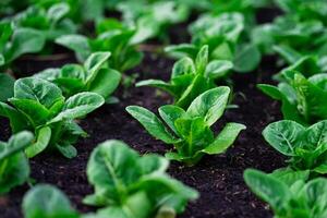 Gewächshaus hydroponisch Gemüse Bauernhof frisch Grün Salat wachsend im das Garten. foto