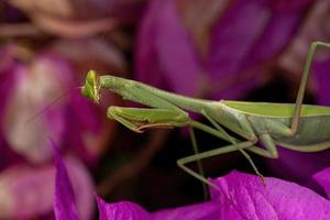 erwachsene weibliche Mantis der Gattung Oxyopsis auf einer rosa Blume foto