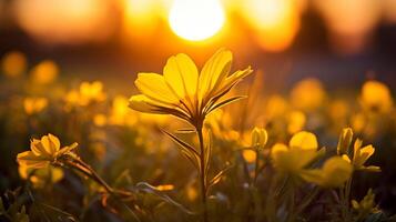 ai generiert beschwingt Gelb Wildblume im Wiese von hinten beleuchtet durch Sonnenuntergang Sonne foto