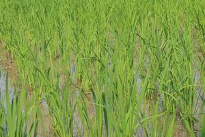 Reis Pflanzen Das sind immer noch jung und Grün im ein sehr gesund Bedingung und haben genug Wasser zu Leben und wachsen foto