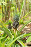 Baum mit jung Ananas isoliert auf verwischen Hintergrund foto