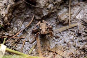 schließen oben Foto von ein Reis Feld Frosch suchen beim das Kamera