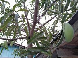 Foto von Mango Pflanze. perfekt zum Hintergrund, Hintergrund, Banner, Netz, Werbung