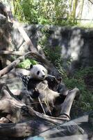 Panda genießen ein sitzen Nieder foto