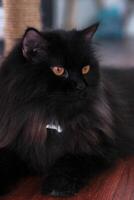 ein schwarz Katze Verlegung auf das Fußboden foto