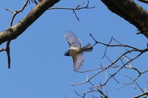 ich Liebe das aussehen von diese schwarze Kappe Chickadee gefangen im das Luft wie er ist fliegend von das Baum Ast. seine wenig Flügel verlängert zu steigen durch das Luft. Sie können fast sehen Licht Kommen durch ihnen. foto