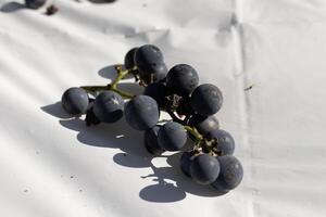 diese Cluster von Eintracht Trauben legen auf diese Weiß Hintergrund. das schön tief lila Beeren Stand aus gegen das Grün Stiele. das Kugeln sind gefüllt mit Saft. foto