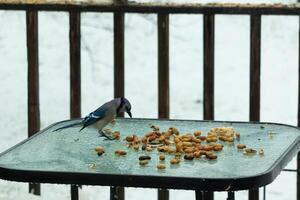 diese schön Blau Jay kam zu das Glas Tabelle zum etwas Lebensmittel. das ziemlich Vogel ist umgeben durch Erdnüsse. diese ist eine solche ein kalt getönt Bild. Schnee auf das Boden und Blau Farben alle um. foto