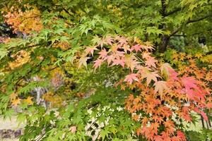 rot Ahorn Blätter im das Herbst. foto