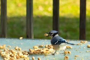 diese süß Blau Jay Vogel war gesehen auf das Glas Tisch. diese corvid hat ein Erdnuss im seine Schnabel und ist bereit zu fliegen aus. ich Liebe das Blau, Schwarz, und grau Farben von diese Vögel und das klein Irokesenschnitt. foto