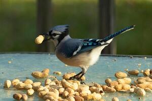 diese süß Blau Jay Vogel war gesehen auf das Glas Tisch. diese corvid hat ein Erdnuss im seine Schnabel und ist bereit zu fliegen aus. ich Liebe das Blau, Schwarz, und grau Farben von diese Vögel und das klein Irokesenschnitt. foto