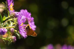 diese süß wenig Kapitän Schmetterling ist gesehen im diese schön lila Blume zu sammeln Kommen Sie Nektar. das Blume ist ein Neu England Aster. diese klein Insekt wenn ein großartig Bestäuber. foto