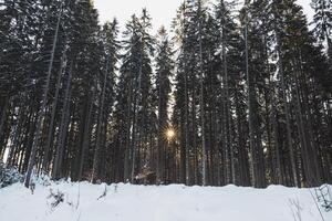 fangen ein Star von Sonne im ein Fichte Wald bedeckt mit Weiß glänzend Schnee im Beskiden Berge, Tschechisch Republik. Winter Morgen Fee Geschichte foto